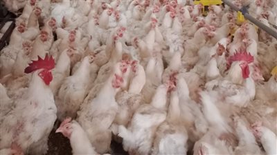 الزراعة والطب البيطري يواصلان دعم المشروعات الإنتاجية بالإسماعيلية.. تفاصيل