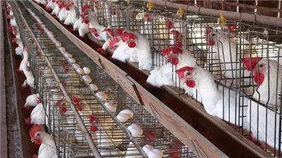 الصدور والوراك بكام؟.. أسعار الدواجن والبيض اليوم الثلاثاء 24-6-2025