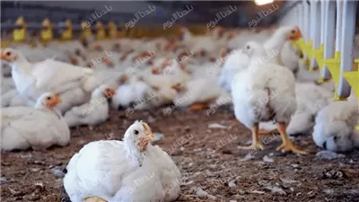 قبل ما تنزل تشتري..سعر كيلو الفراخ البيضاء اليوم الثلاثاء 24 يونيو 2025