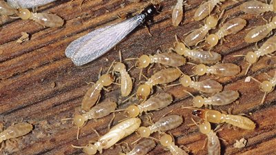 الخطر الصامت يزحف تحت الأرض.. النمل الأبيض  في الإسكندرية 