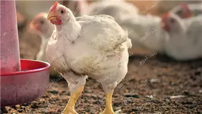 شوف الكيلو وصل كام؟سعر الفراخ البيضاء فى مصر اليوم 25 يونيو 2025