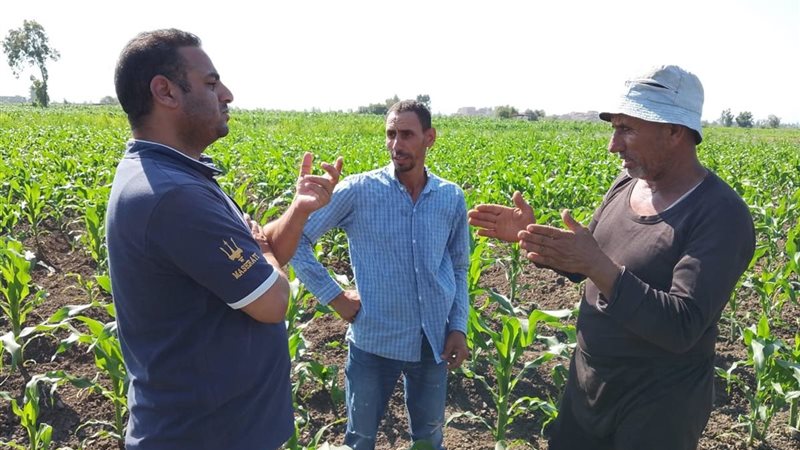 «زرعنا القطن فخسرنا