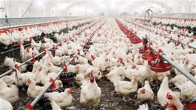 الفراخ نزلت تاني.. أسعار الدواجن اليوم الخميس 26-6-2025