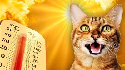 حالة الطقس غدًا الجمعة 27-6-2025.. «خلوا بالكم من الأماكن الخالية»