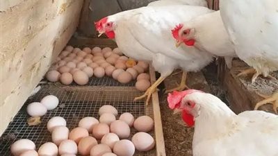 الكيلو بـ 66 جنيهًا.. أسعار الدواجن والبيض اليوم الجمعة 27 يونيو 2025