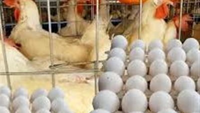 الكيلو بـ 79 جنيهًا.. أسعار الدواجن والبيض اليوم السبت 28 يونيو 2025