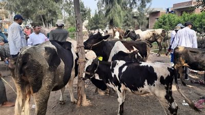 قوافل بيطرية مجانية لعلاج 3800 طائر وألف حيوان في كفر الشيخ