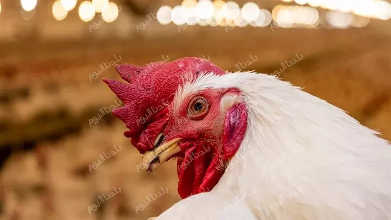 أسعار الدواجن اليوم
