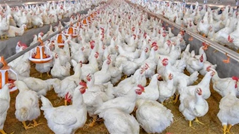 أسعار الفراخ البيضاء