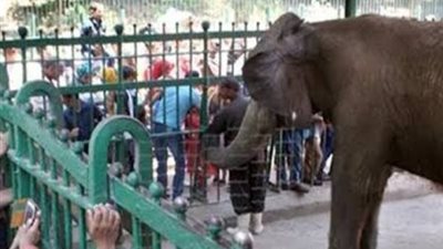 تمهيدا لافتتاح سبتمبر المقبل.. استمرار أعمال تطوير حديقة الحيوان