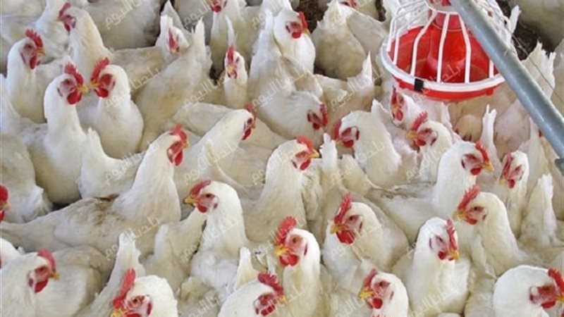 أسعار الفراخ اليوم