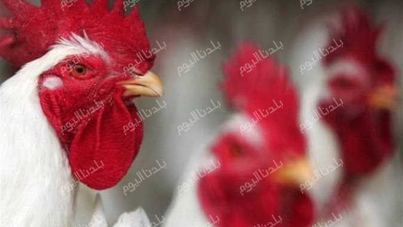 سعر الفراخ البيضاء