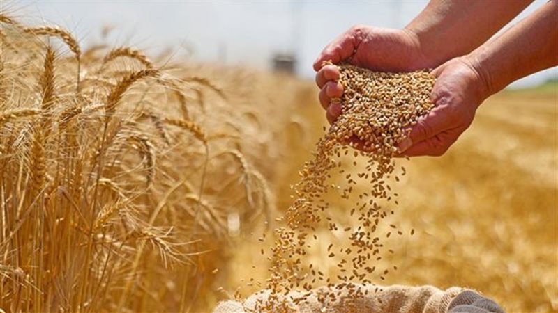 القمح - أرشيفية
