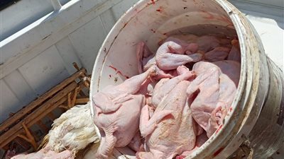 كأنها مذبوحة.. ضبط دواجن نافقة بحملة تفتيش مكثفة في بورسعيد