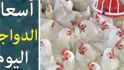 الفراخ على حالها النهارده.. أسعار الفراخ اليوم الجمعة 11 يوليو 2025