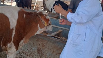 كفر الشيخ تبدأ حملة شاملة لتحصين الماشية ضد الحمى القلاعية والوادي المتصدع