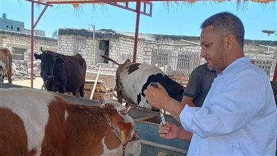 الزراعة تطلق حملة قومية لتحصين الماشية ضد الحمى القلاعية والوادي المتصدع