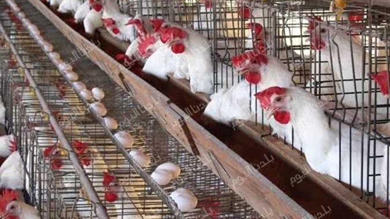 أسعار الفراخ اليوم