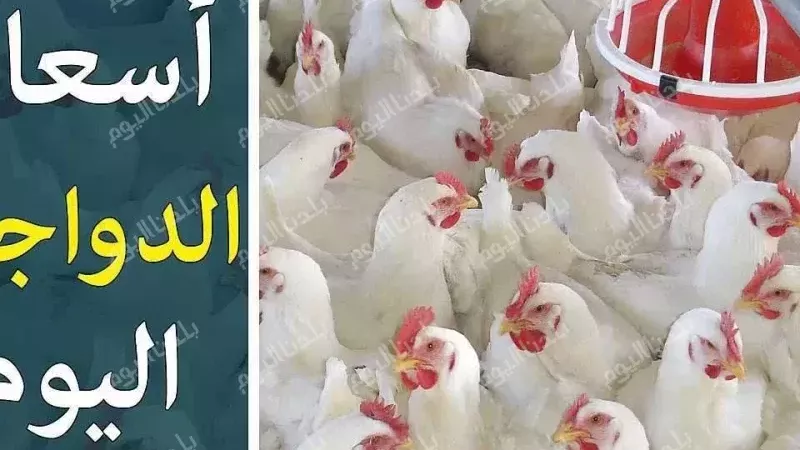 أسعار الفراخ اليوم