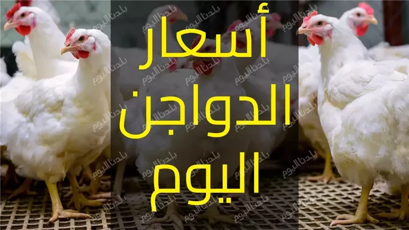 أسعار الفراخ اليوم