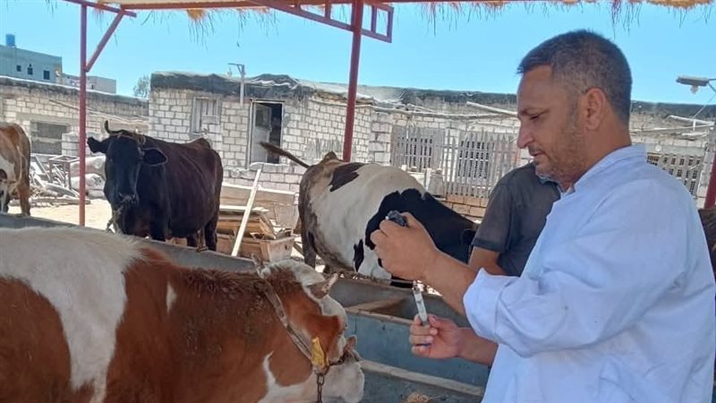 تحصين الماشية