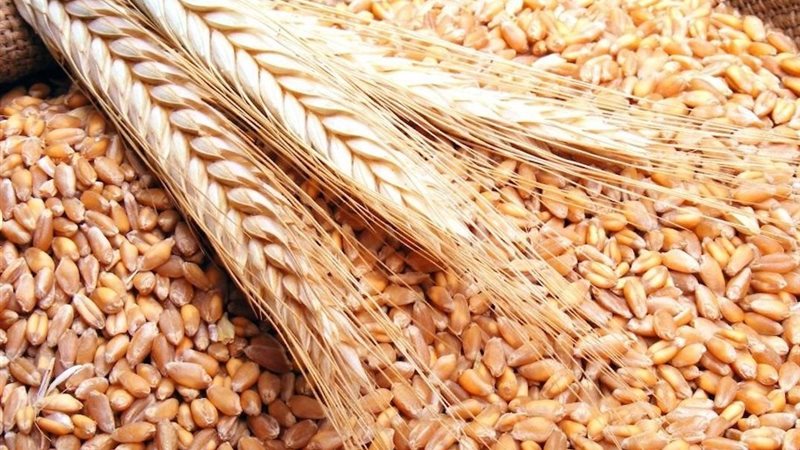 سعر القمح