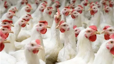 من البورصة للبيت.. أسعار الفراخ اليوم الاثنين 14 يوليو 2025