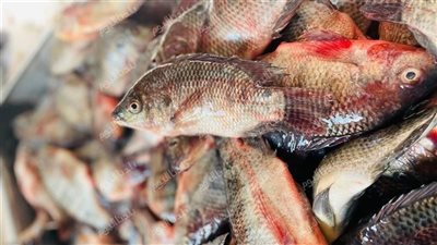 من البلطي للجمبري.. سعر السمك اليوم الثلاثاء 15 يوليو 2025