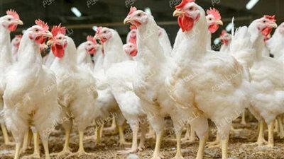 قفزة جديدة.. سعر الفراخ البيضاء اليوم الأربعاء 16 يوليو 2025