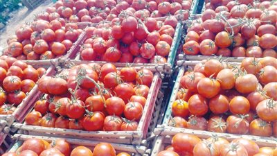 الطماطم بكام.. استقرار أسعار الخضار والفاكهة في بداية تعاملات اليوم الخميس
