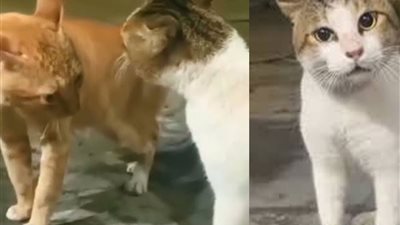 «صاوي وجمعة».. حكاية مشاجرة أثارت الجدل على السوشيال ميديا بين قطين