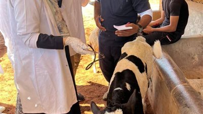فحص أكثر من 4000 رأس ماشية بقرية مليج بالمنوفية.. صور 