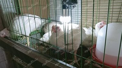 بـ65 جنيه في المزرعة.. سعر الفراخ البيضاء اليوم الجمعة 18-7-2025