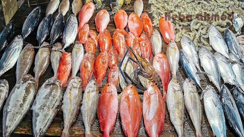 أسعار السمك اليوم