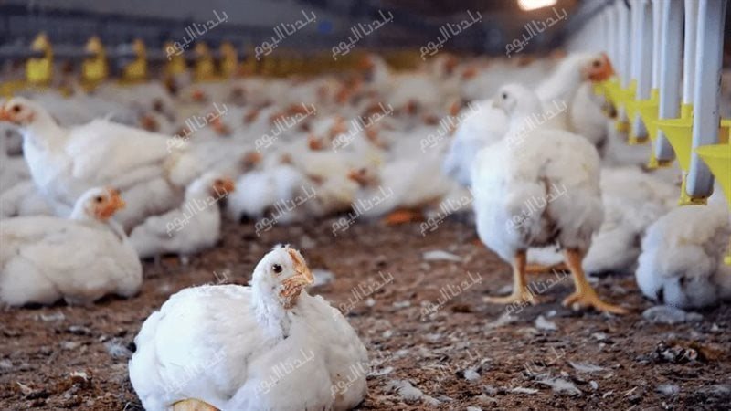 أسعار الفراخ اليوم