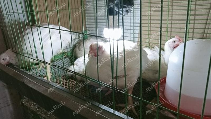 سعر الفراخ البيضاء