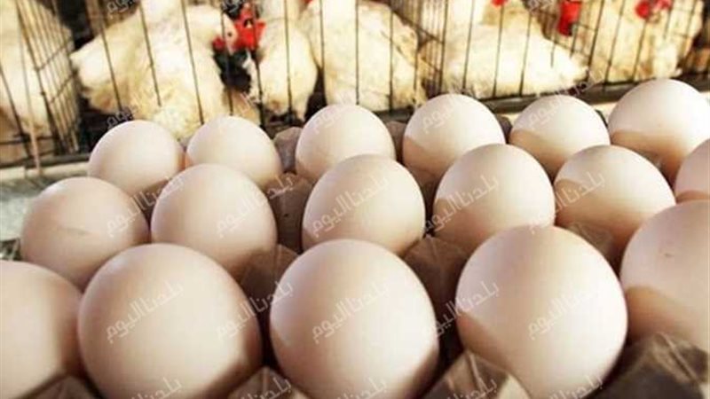 أسعار الفراخ والبيض