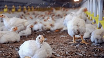 الفراخ نزلت تاني.. أسعار الفراخ البيضاء اليوم السبت 26 يوليو 2025