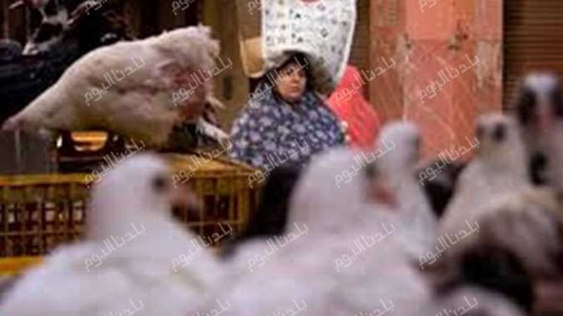 أسعار الفراخ البيضاء