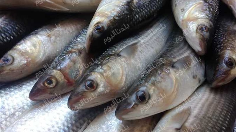 أسعار السمك بالأسواق