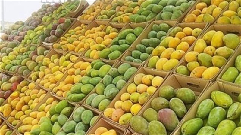 اسعار المانجو في