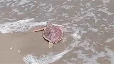 مصر تنقذ سلحفاة بحرية مهددة بالانقراض وتعيدها للبحر المتوسط| صور