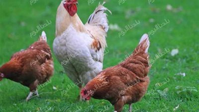 كيلو الفراخ بكام النهاردة؟ أسعار الفراخ اليوم السبت 2 أغسطس 2025