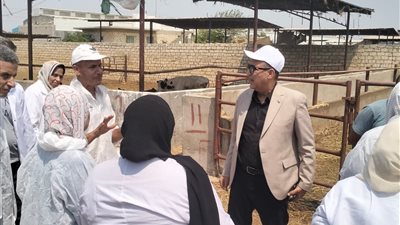 الزراعة تتحرك سريعًا لتحصين الماشية ضد العترة الجديدة من الحمى القلاعية