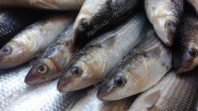 من الجمبري للبلطي.. سعر السمك في الأسواق اليوم الأربعاء 13 أغسطس 2025