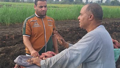 بلدنا اليوم تشارك المزارعين موسم حصاد البطاطا بكفر الشيخ