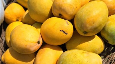 120 ألف فدان مساحة زراعة المانجو في الاسماعيلية بإنتاج 720 ألف طن سنوياً 