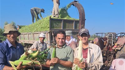 تعرف على المحصول الاستراتيجي الذي يربط رغيف الخبز بثروة المواشي