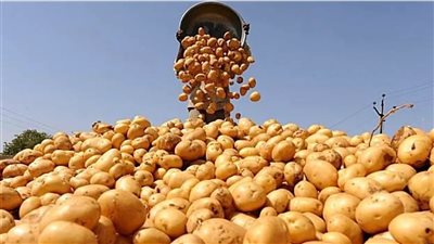 أسعار الخضار  والفاكهة  في الأسواق اليوم السبت 16 اغسطس 2025