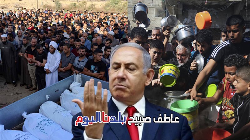 عدد شهداء غزة
